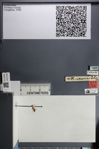 Media type: image;   Entomology 21719